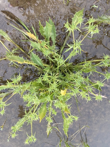 California eryngo (Eryngium aristulatum)