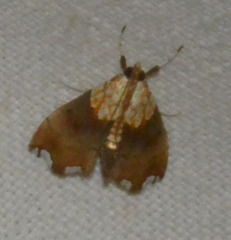 Agrotera nemoralis