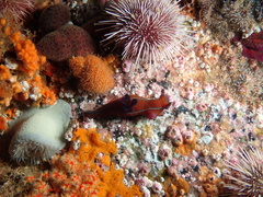 Tambja capensis