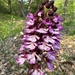 Orchis purpurea - Photo (c) Sebastian J. Dunkl,  זכויות יוצרים חלקיות (CC BY-NC), הועלה על ידי Sebastian J. Dunkl