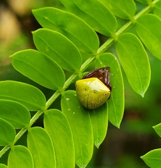Araneus viridiventris