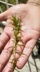 Elodea