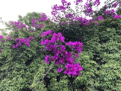 Bougainvillea