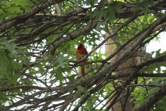 Cardinalis cardinalis