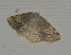 Stegania trimaculata