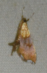 Agrotera nemoralis