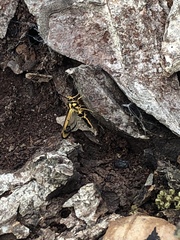 Sesiidae