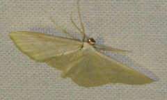 Scopula floslactata