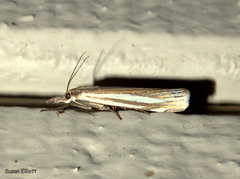 Crambus laqueatellus
