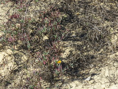 Lampranthus explanatus