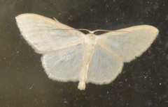 Scopula floslactata