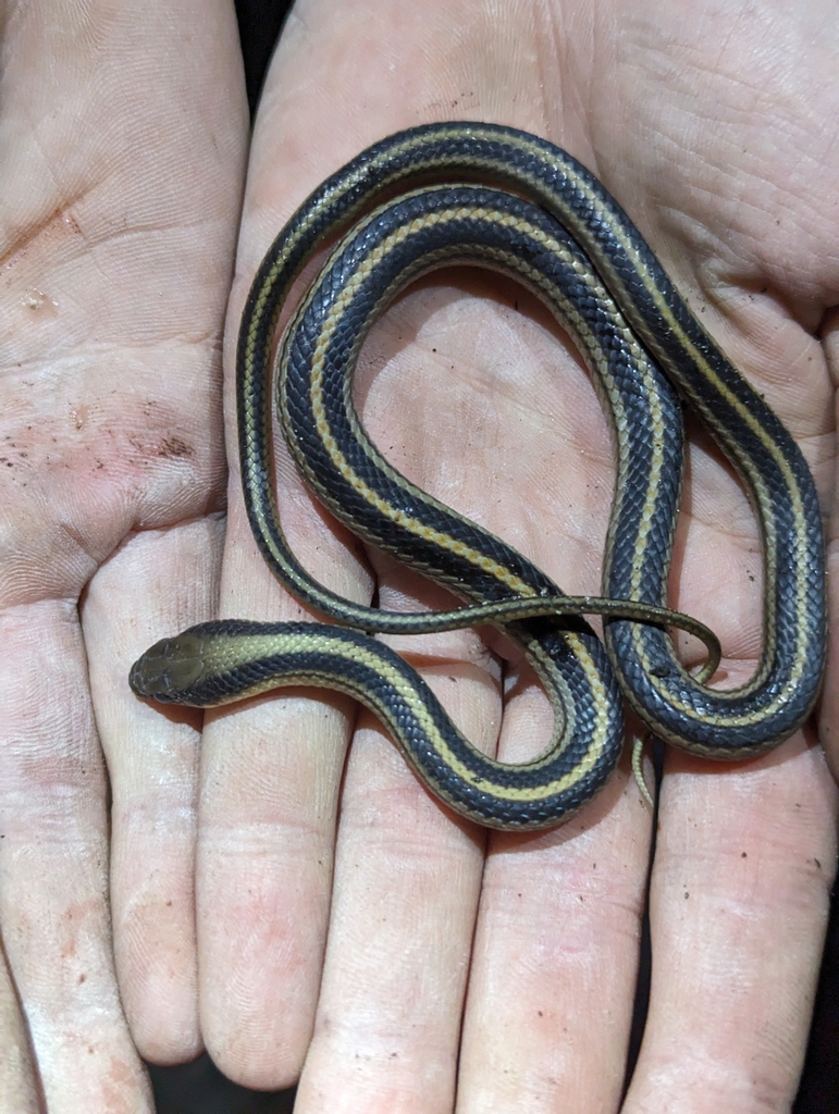 Texas Patch-nosed Snake from Sonora, TX 76950, USA on March 9, 2024 at ...