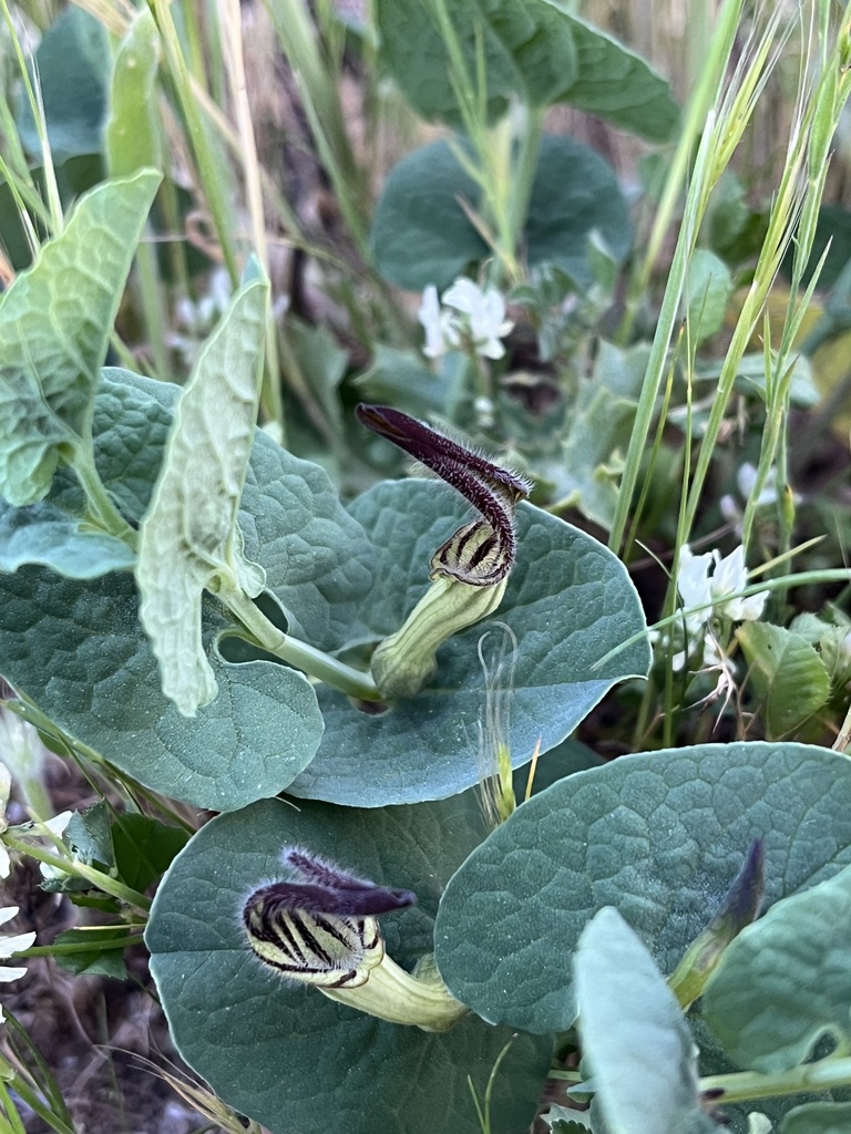 Aristolochia clusii