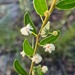 Acacia hispidula - Photo (c) Petra Holland, algunos derechos reservados (CC BY), subido por Petra Holland