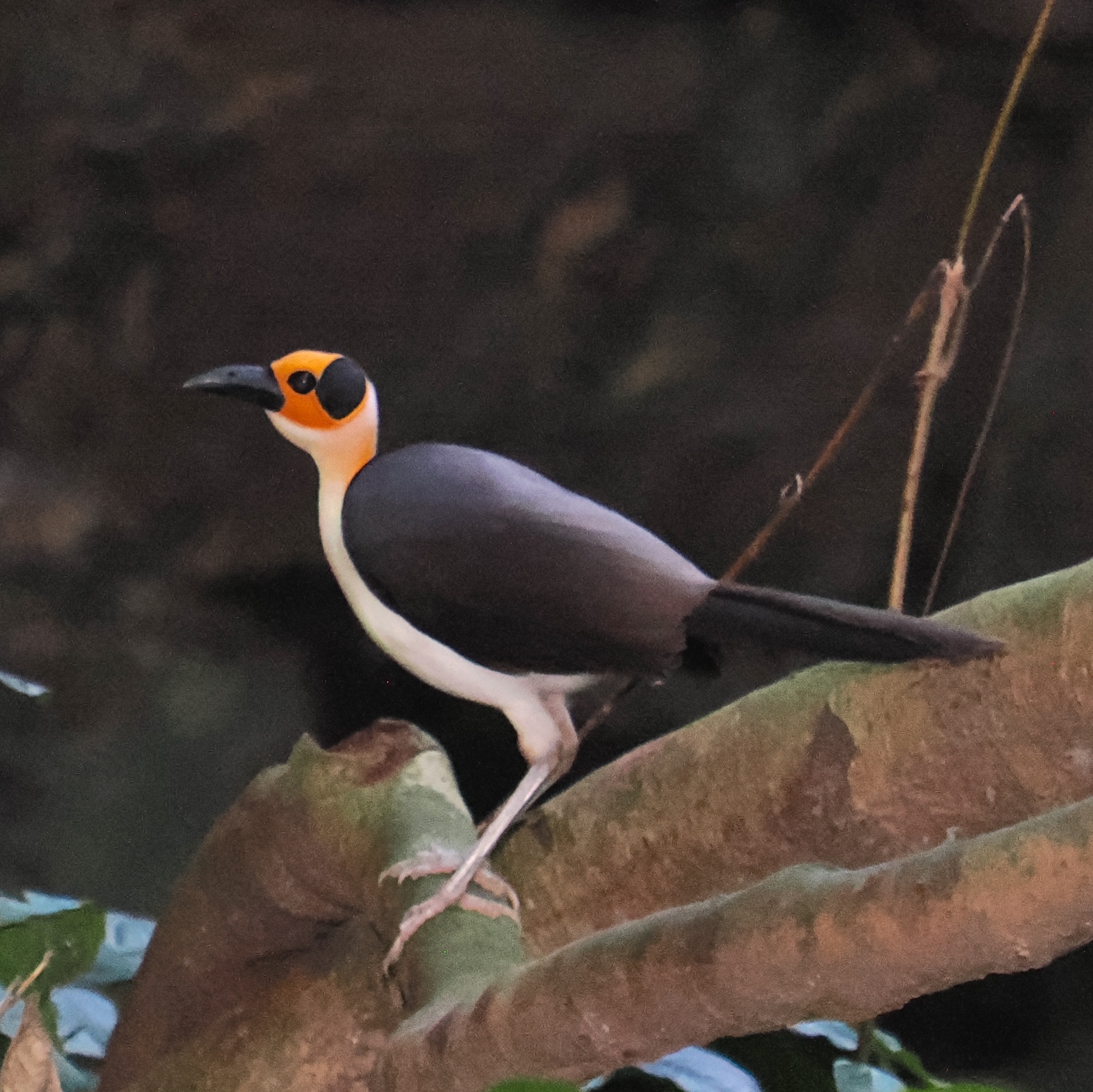 White-necked Rockfowl illustration