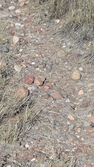 Rhionaeschna absoluta