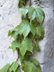 Parthenocissus tricuspidata