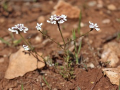 Iberis pectinata