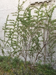 Parthenocissus tricuspidata