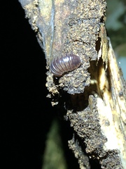 Circoniscus ornatus