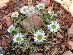 Townsendia grandiflora
