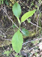 Eurybia radulina