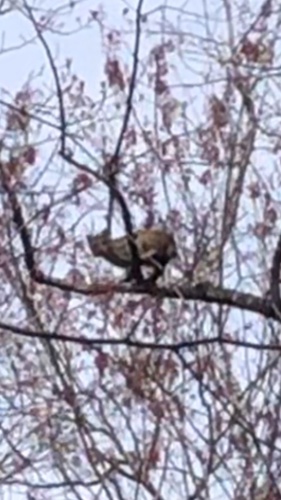 Bobcat photographed in Kentucky