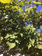 Erythrina livingstoniana