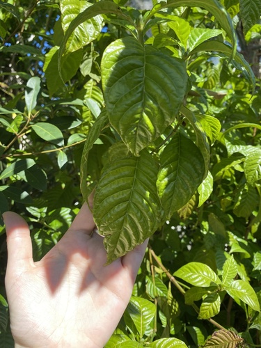 Psychotria nervosa
