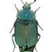 Thanatophilus micans - Photo (c) Natural History Museum:  Coleoptera Section, algunos derechos reservados (CC BY)
