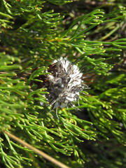 Serruria furcellata