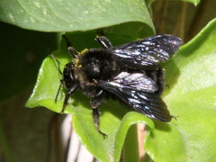 Bombus morio