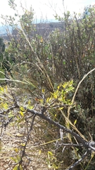 Lycianthes lycioides
