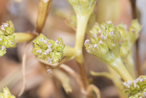 Wall Cornsalad (Valerianella muricata)