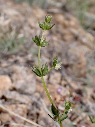Image of Galium proliferum by (c) Sue Carnahan, some rights reserved (CC BY)