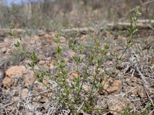 Image of Galium proliferum by (c) Sue Carnahan, some rights reserved (CC BY)