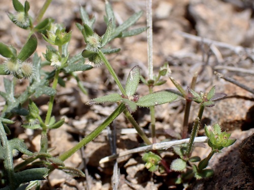 Image of Galium proliferum by (c) Sue Carnahan, some rights reserved (CC BY)