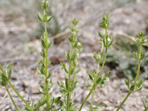 desert bedstraw (Galium proliferum)