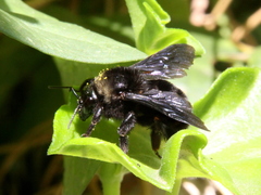 Bombus morio