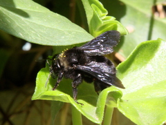 Bombus morio