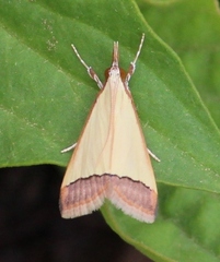 Lepidoptera