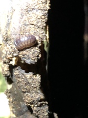Circoniscus ornatus