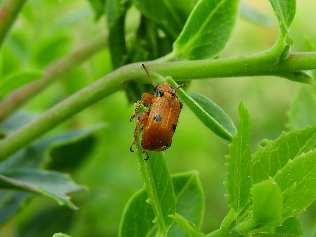 Temnaspis nigropunctata