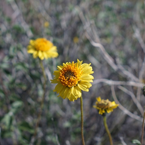 Image of Encelia virginensis by (c) Andrew Tree, some rights reserved (CC BY)