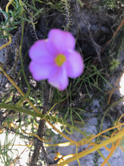 Oxalis polyphylla pentaphylla