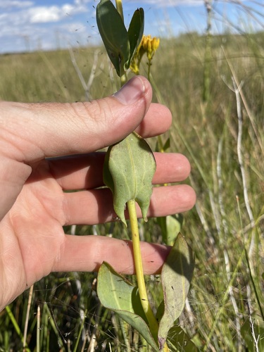 Image of Flaveria chlorifolia by (c) Martin Purdy, some rights reserved (CC BY)
