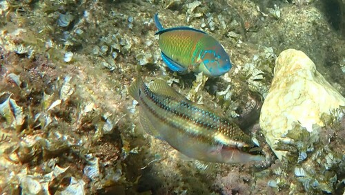 Ornate Wrasse (Thalassoma pavo)