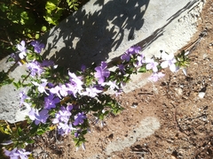 Barleria obtusa