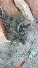 Gasteria