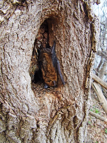 Big Brown Bat photographed in Wisconsin